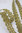 Kultainen brokadinauha 2,2 cm